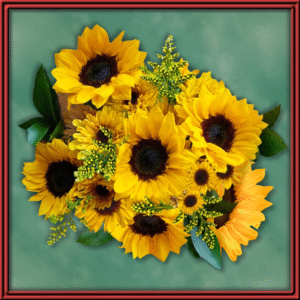 Sun Dazzle (99357)