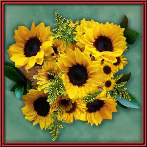 Sun Dazzle (99357)