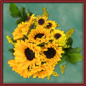 Sun Dazzle (99357)