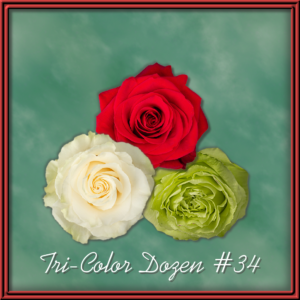Tri-Color Rose 34