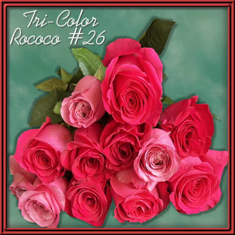 Rococco Roses Rococo - The Rose Solution